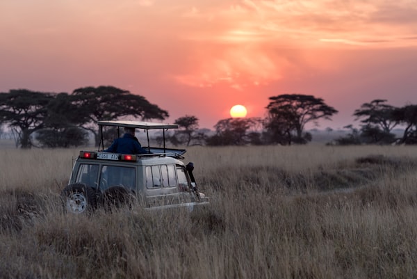Wildlife Tours