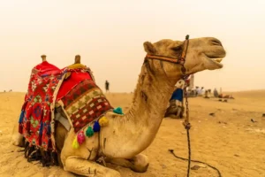 Festival du désert de Jaisalmer