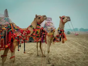 Foire aux chameaux de Pushkar