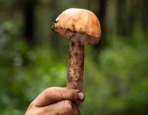 Festival du champignon matsutake