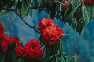 Festival des rhododendrons