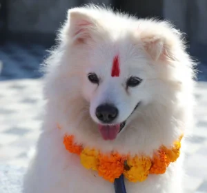 Tihar – Festival des lumières du Népal