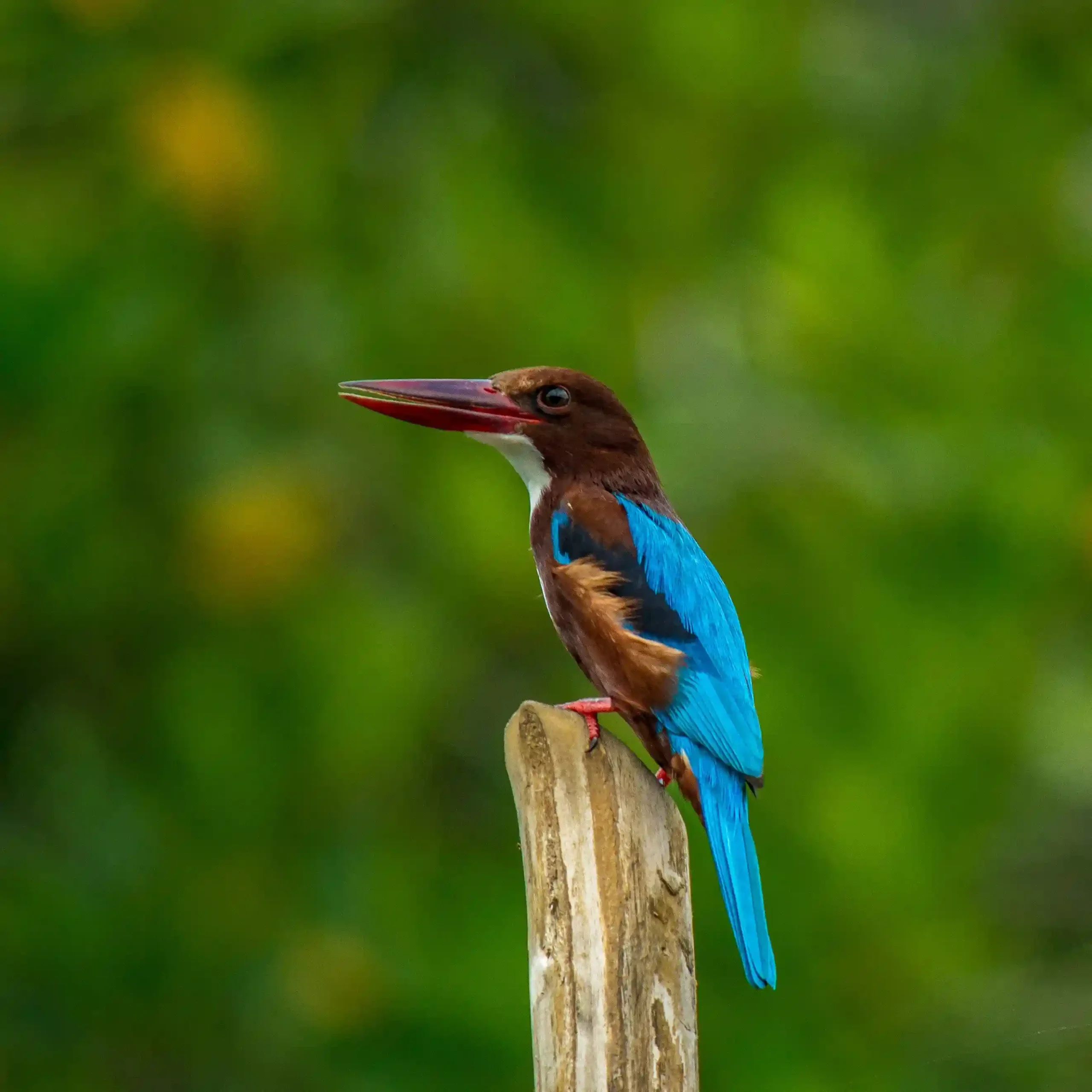 Martin-pêcheur au plumage bleu perché sur un piquet en bois